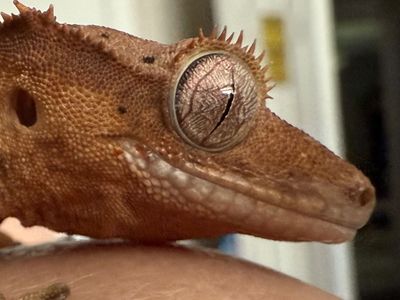 Crested Gecko