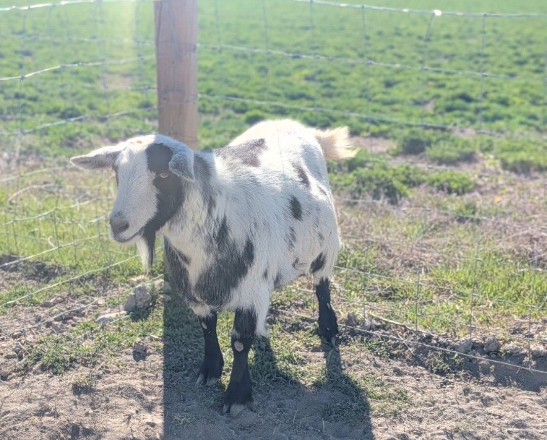 Pigmy mix goats
