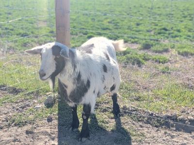 Pigmy mix goats