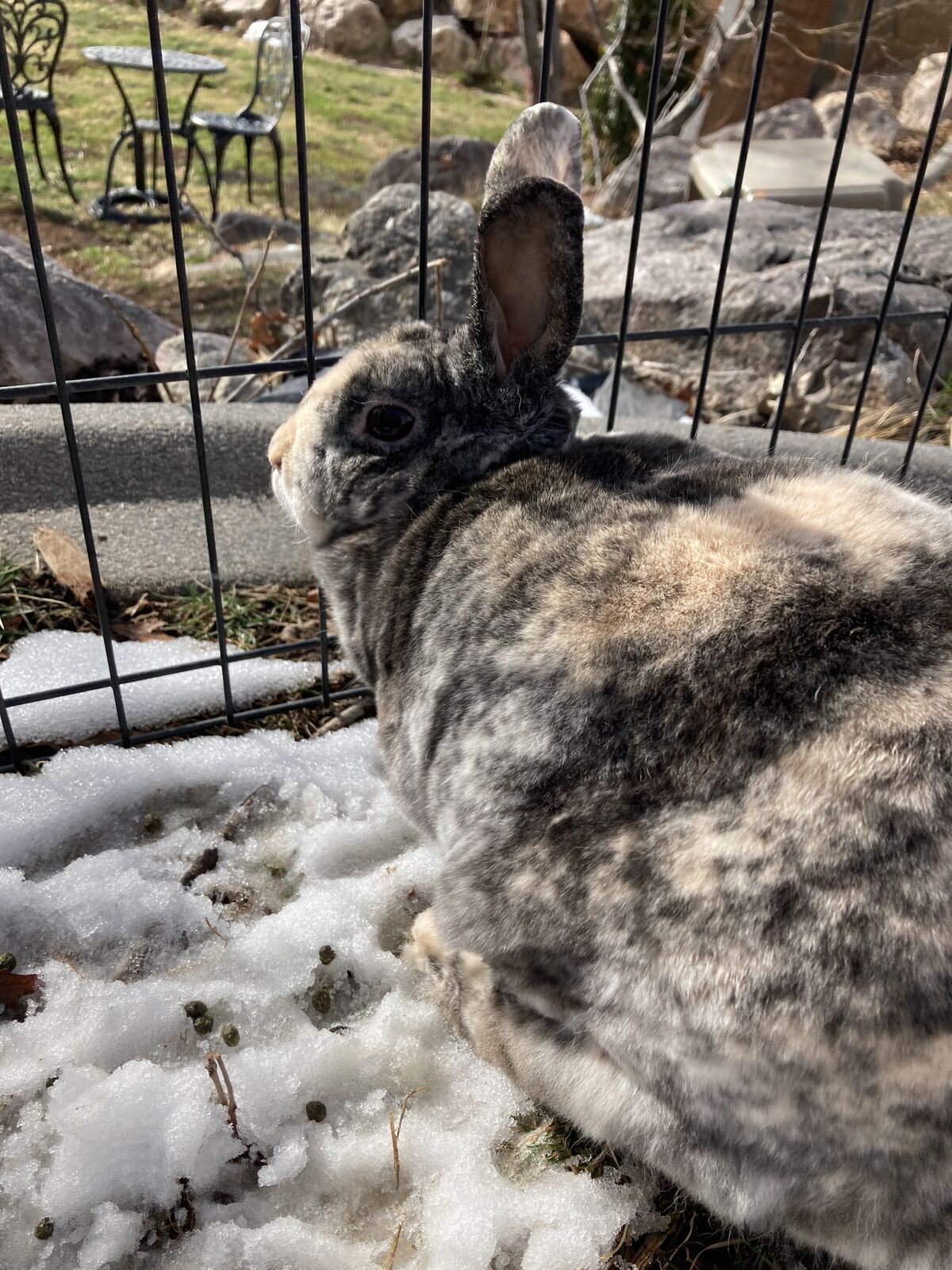 Cute female mini rex
