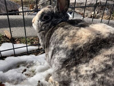 Cute female mini rex