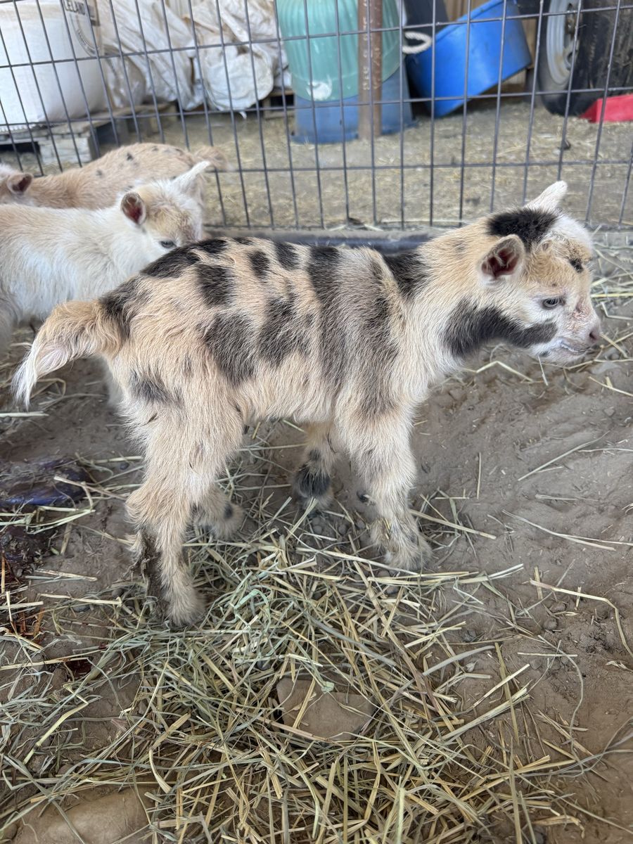 Beautiful Nigerian Dwarf Moon spotted buck or wether.
