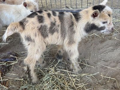 Beautiful Nigerian Dwarf Moon spotted buck or wether.