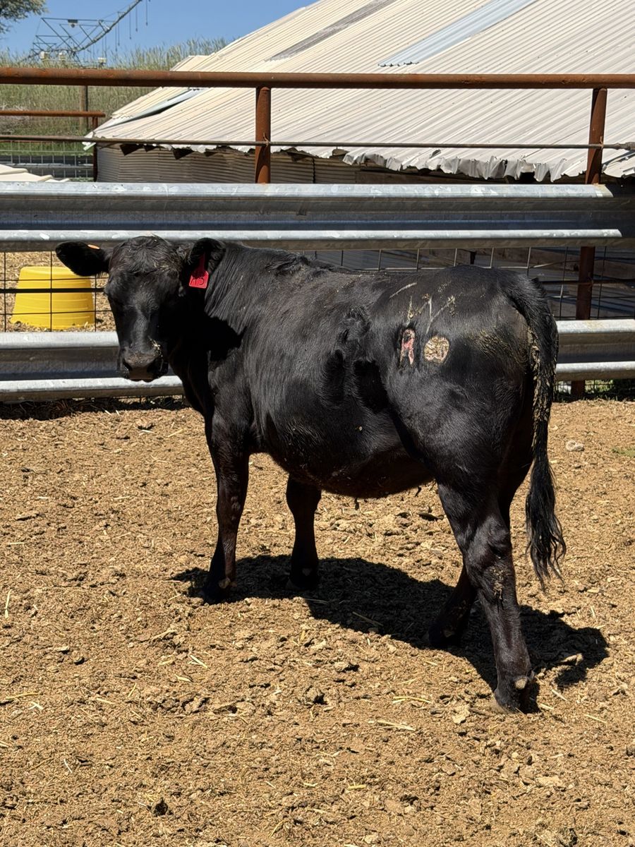 525 pound Angus heifer calf