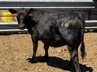 525 pound Angus heifer calf