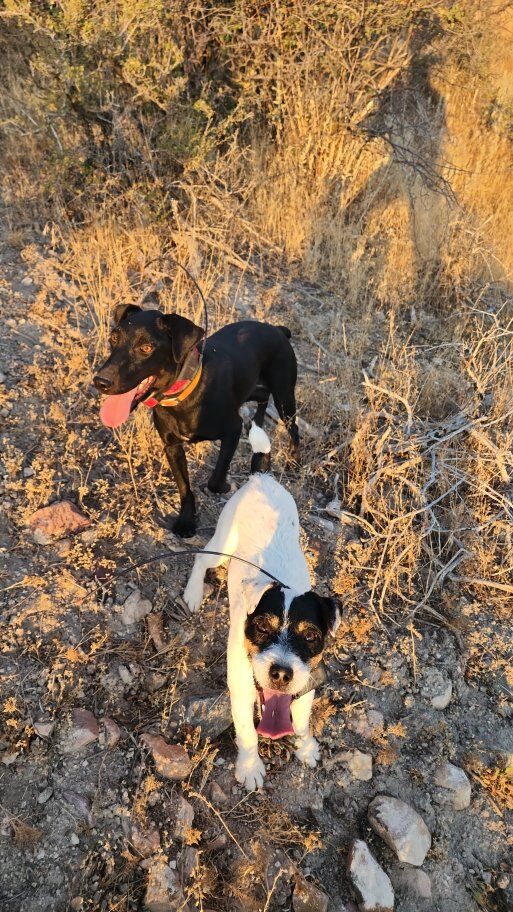Jack Russel male jagd/patterdale female