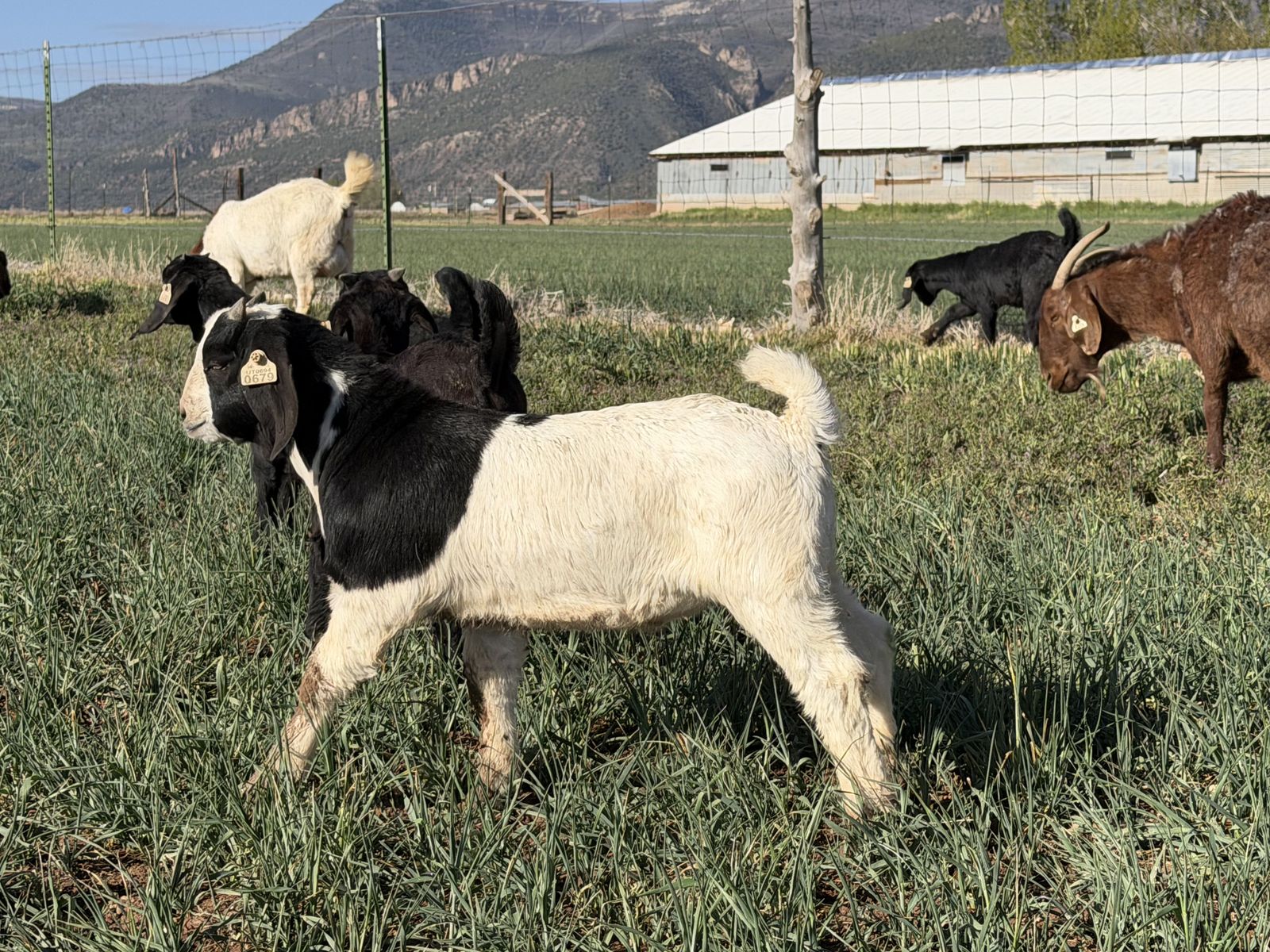Boer goat buck kid