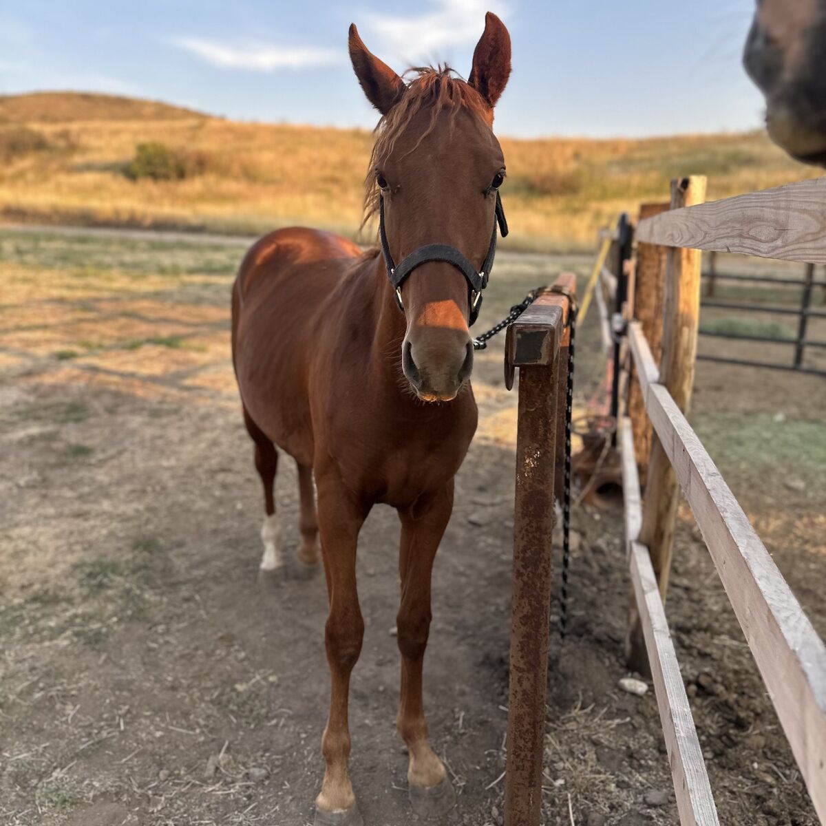 2024 Sorrel Grade Filly