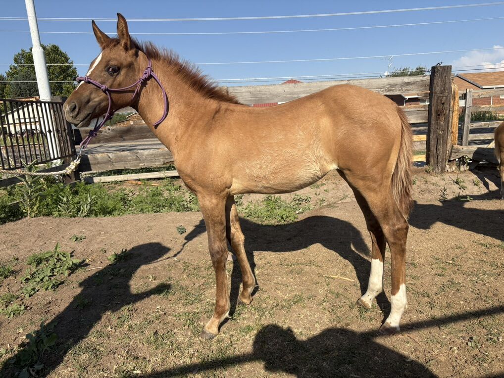 Aqha Red Dun Filly With Tiger Stripes