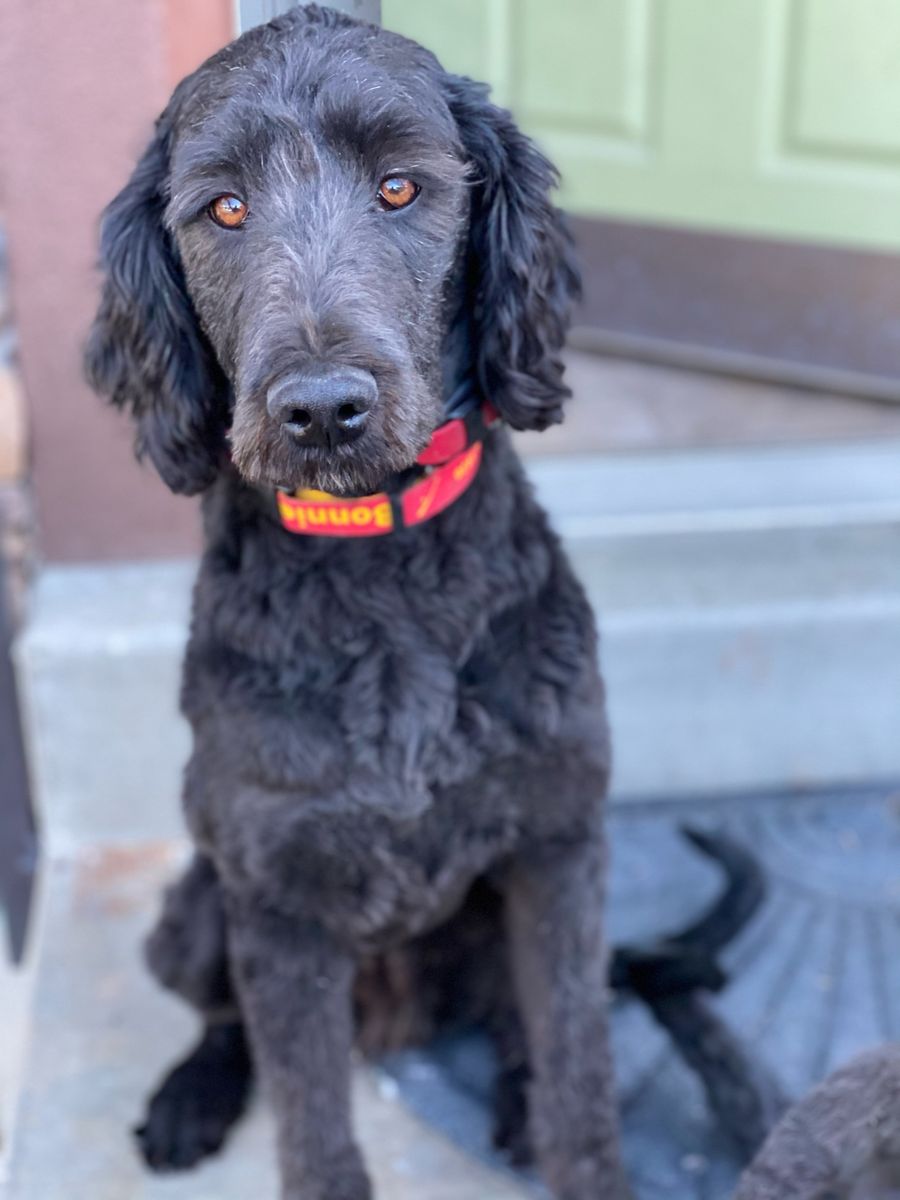 6 year old female doodle