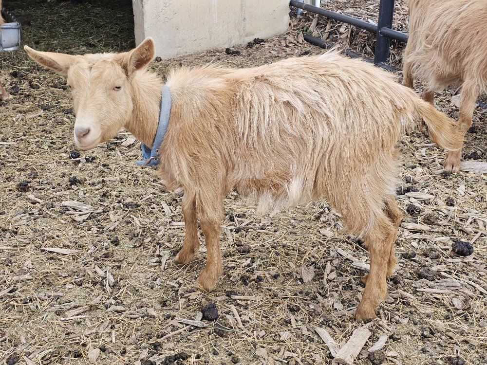 Milking Golden Guersey Goat