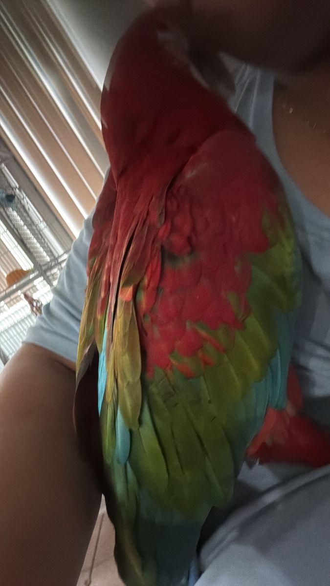 Green-winged Macaw Parrot Vibrant Colorful Exotic Bird