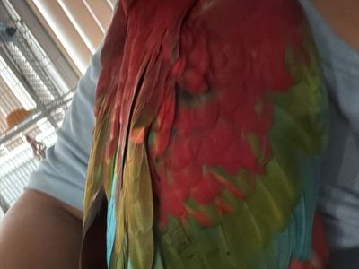 Green-winged Macaw Parrot Vibrant Colorful Exotic Bird