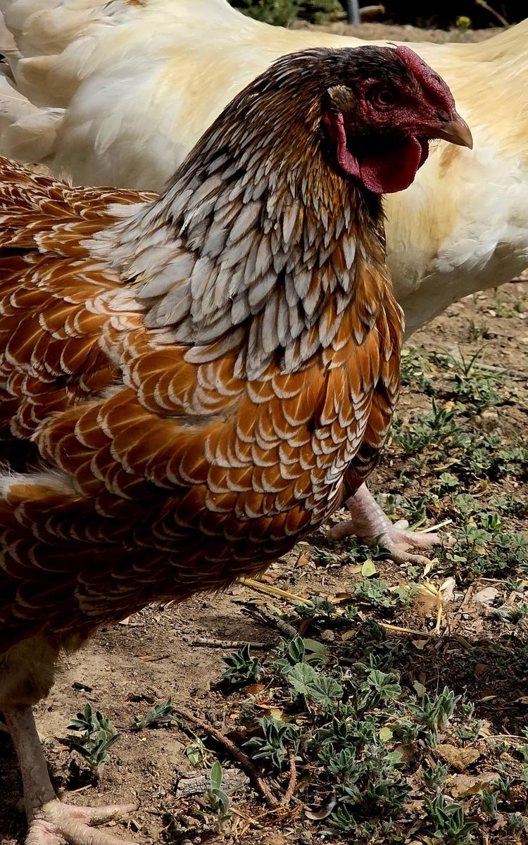 Breeding Trio-Blue Laced Red Wyandottes
