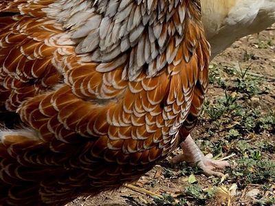 Breeding Trio-Blue Laced Red Wyandottes