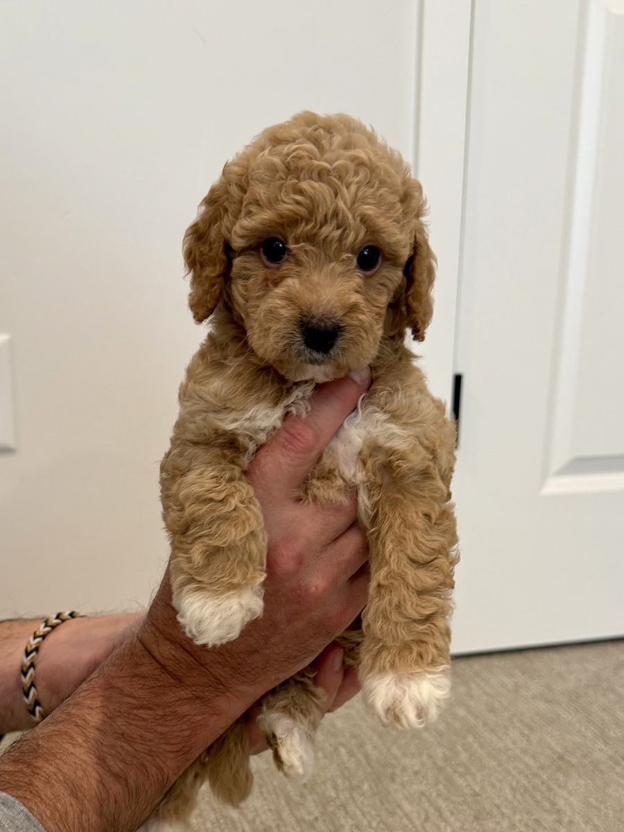 CUTEST Mini Goldendoodle Puppies ever!!