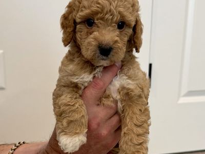 CUTEST Mini Goldendoodle Puppies ever!!
