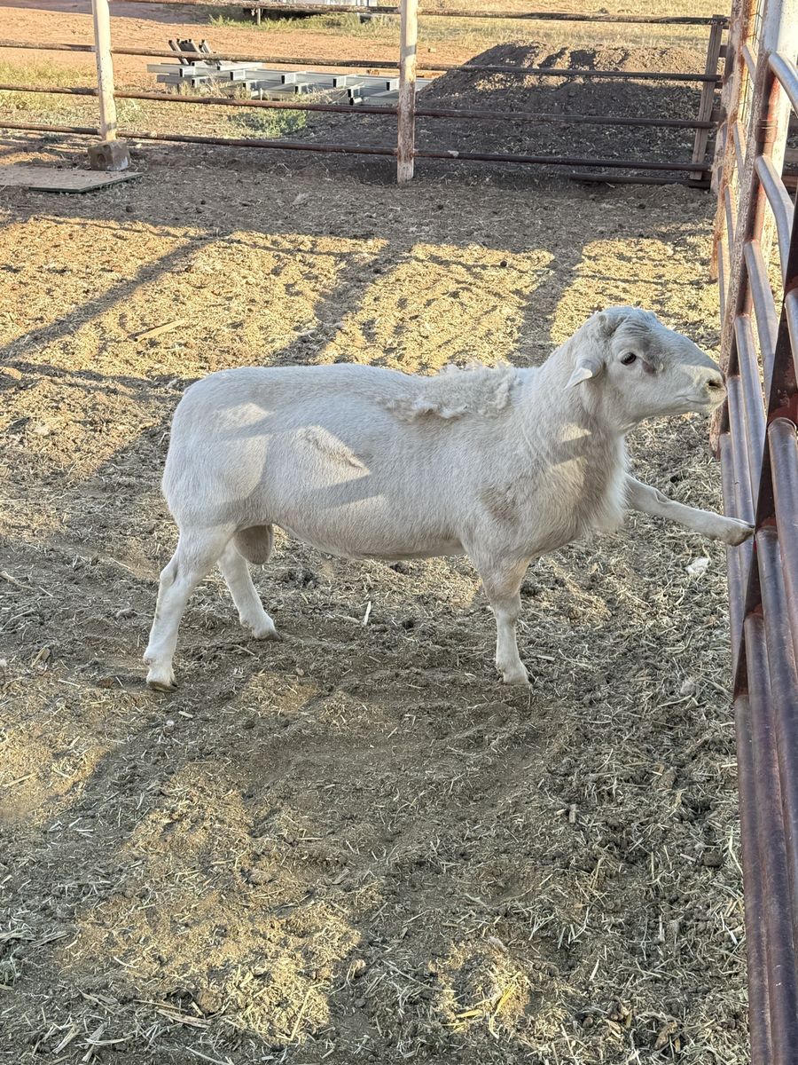Main image 5