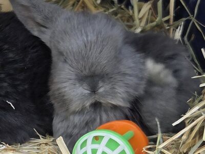 Pet or Show Mini Lop Baby Bunny Rabbits