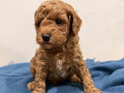 AKC Mini Poodles