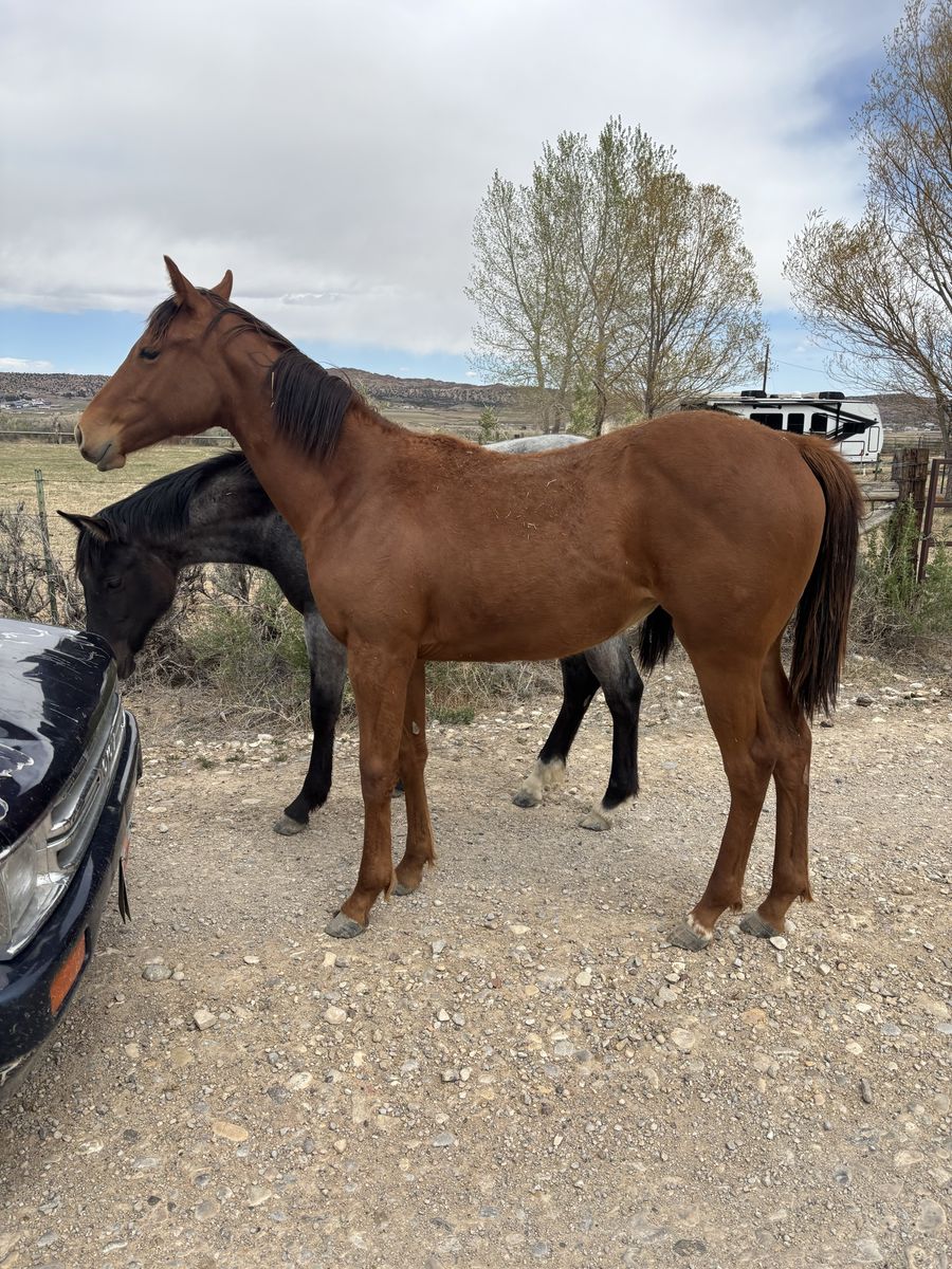 2025 Race Bred Filly Wyoming Race Accredited
