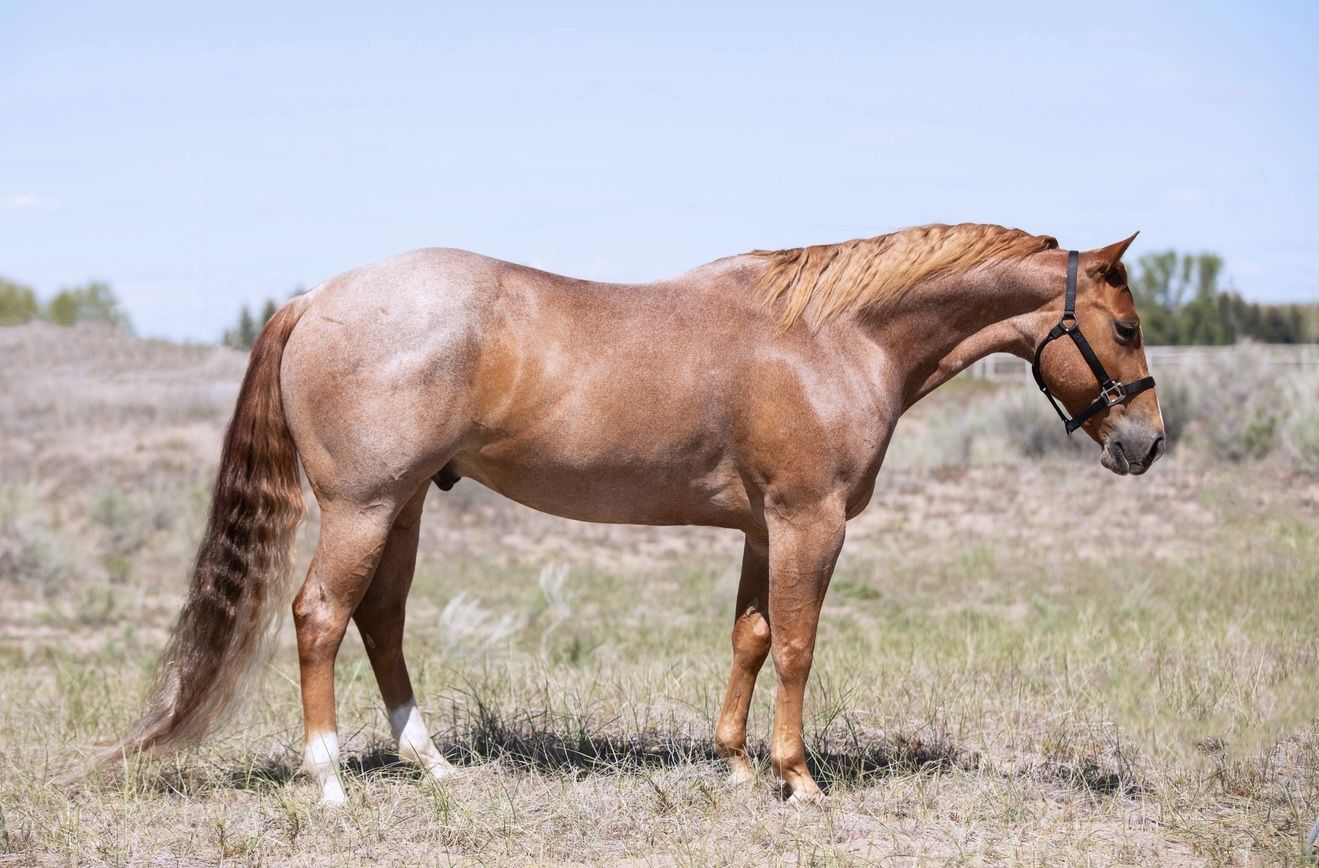 Quarter Horse for Sale - All-Around Performer, Great Family Horse