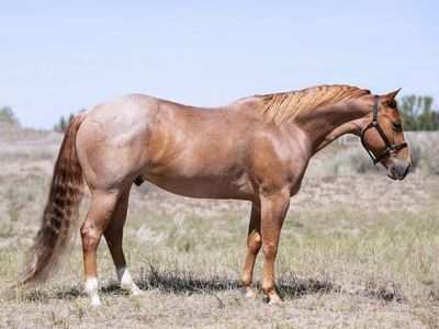Quarter Horse for Sale - All-Around Performer, Great Family Horse