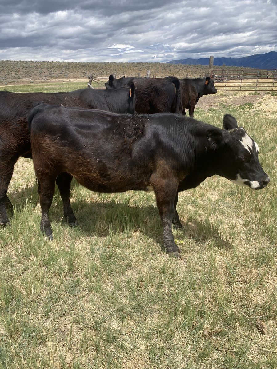 Excellent Steers 600 # to 725 # Four head