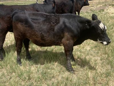 Excellent Steers 600 # to 725 # Four head