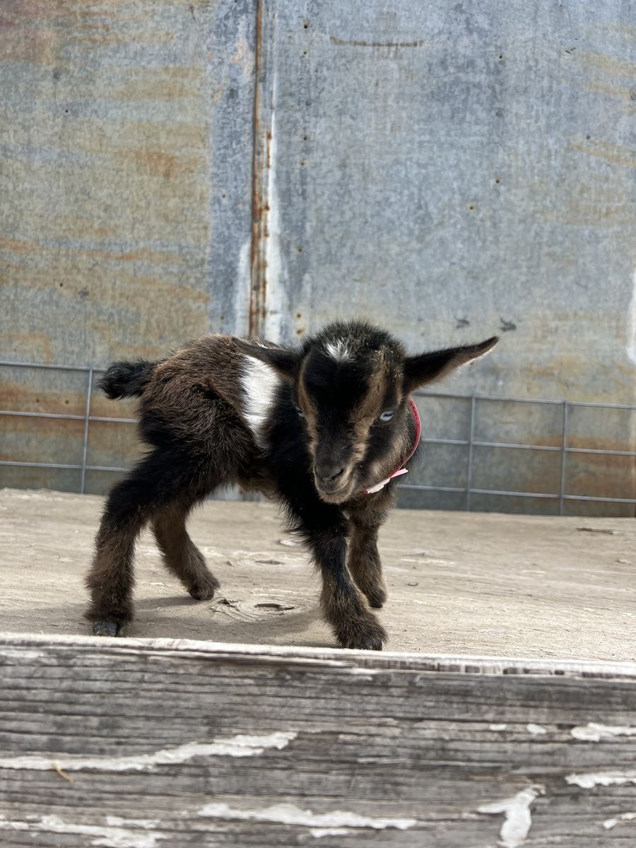 Blue Eyed Nigerian Dwarf Doeling Bottle Baby