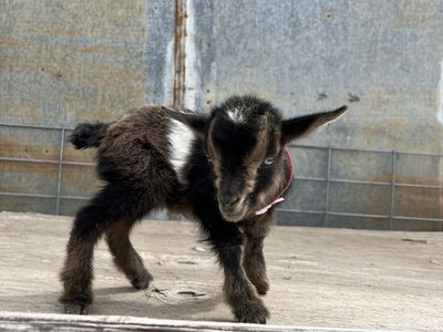 Blue Eyed Nigerian Dwarf Doeling Bottle Baby