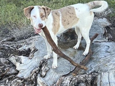 Aussie Merle Mix 8 month old Puppy