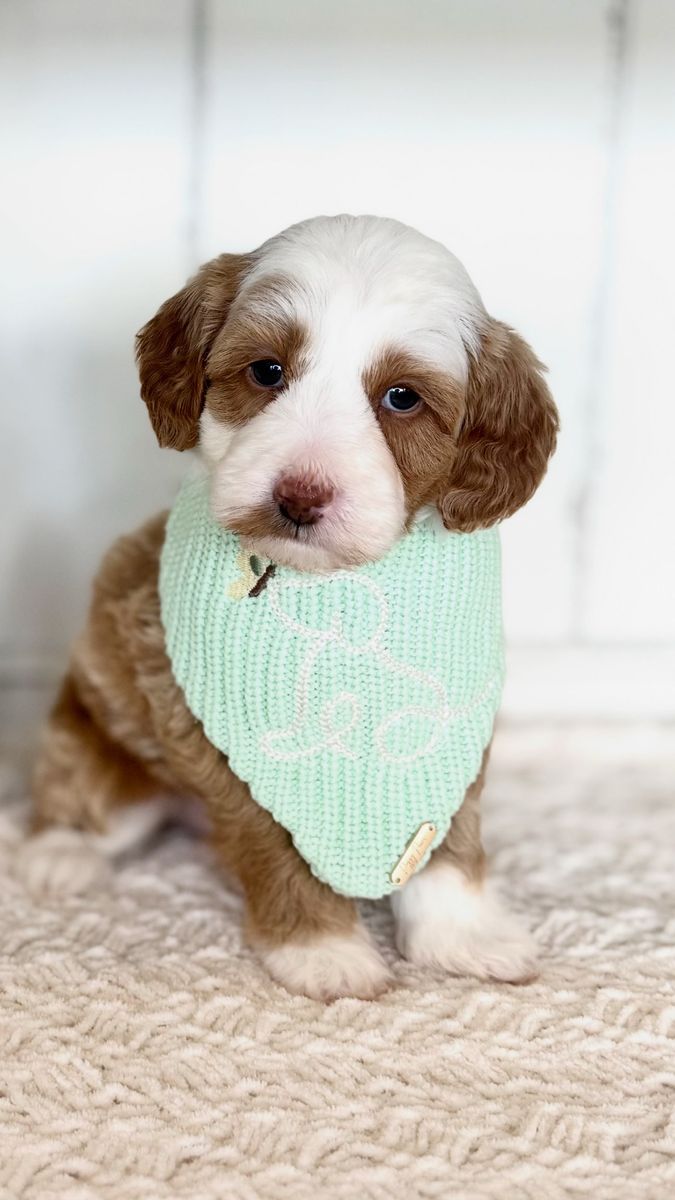 Micro Goldendoodles