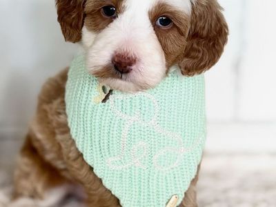 Micro Goldendoodles