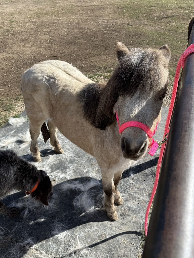 Project mini Horse, Miniature Horse, pony