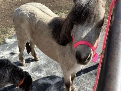 Project mini Horse, Miniature Horse, pony