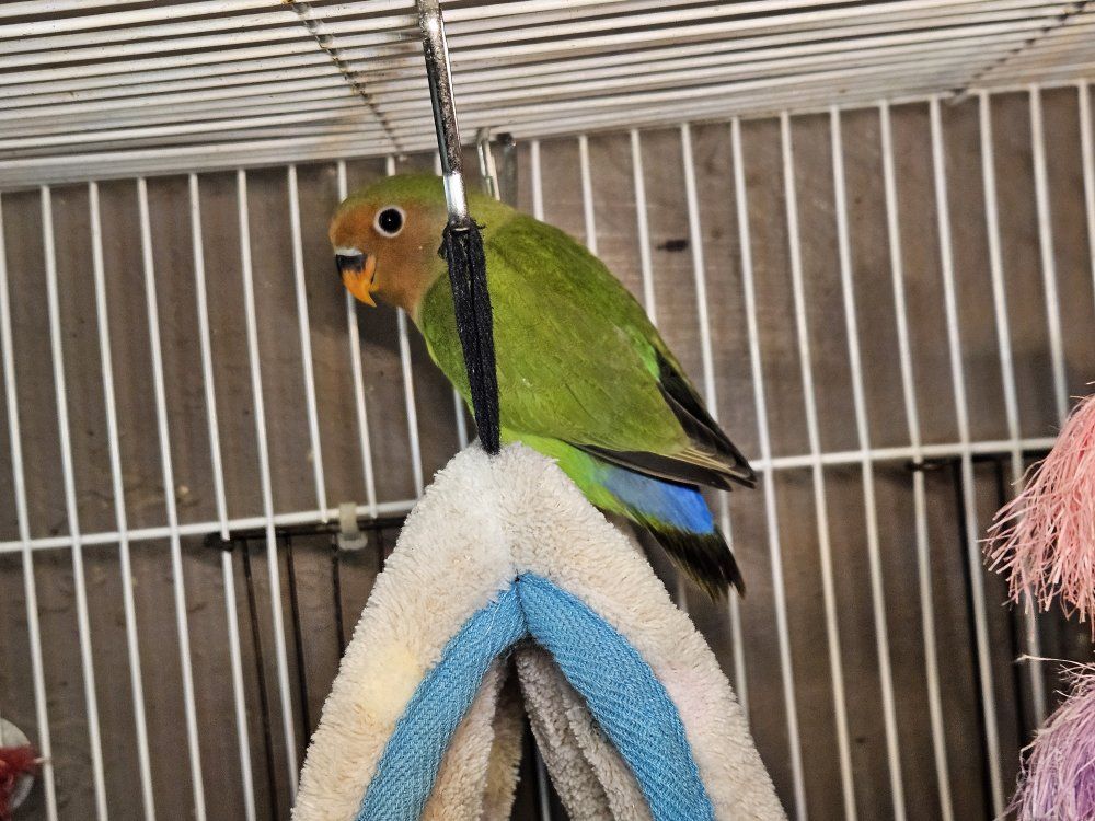 Main image 2