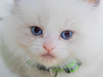 PURRFECT PUREBRED RAGDOLLS