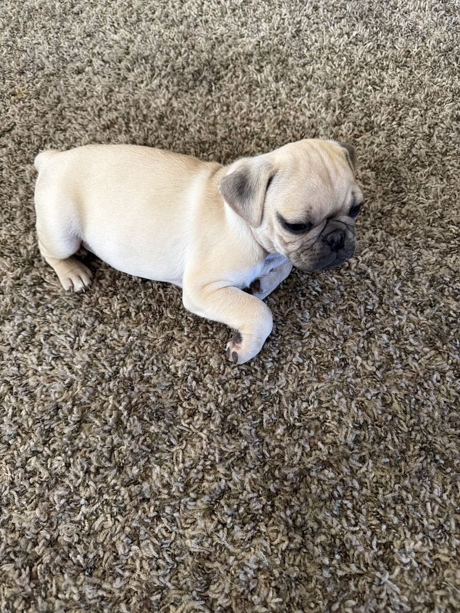 Pug puppys for sale!!!!