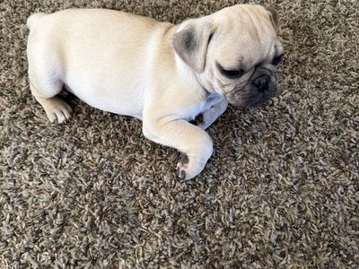 Pug puppys for sale!!!!