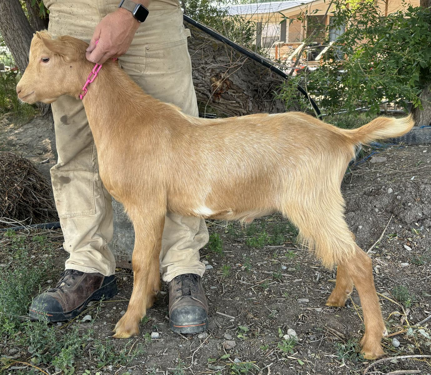 American Guernsey Buck kid