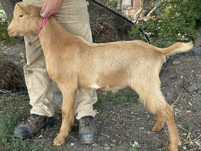 American Guernsey Buck kid