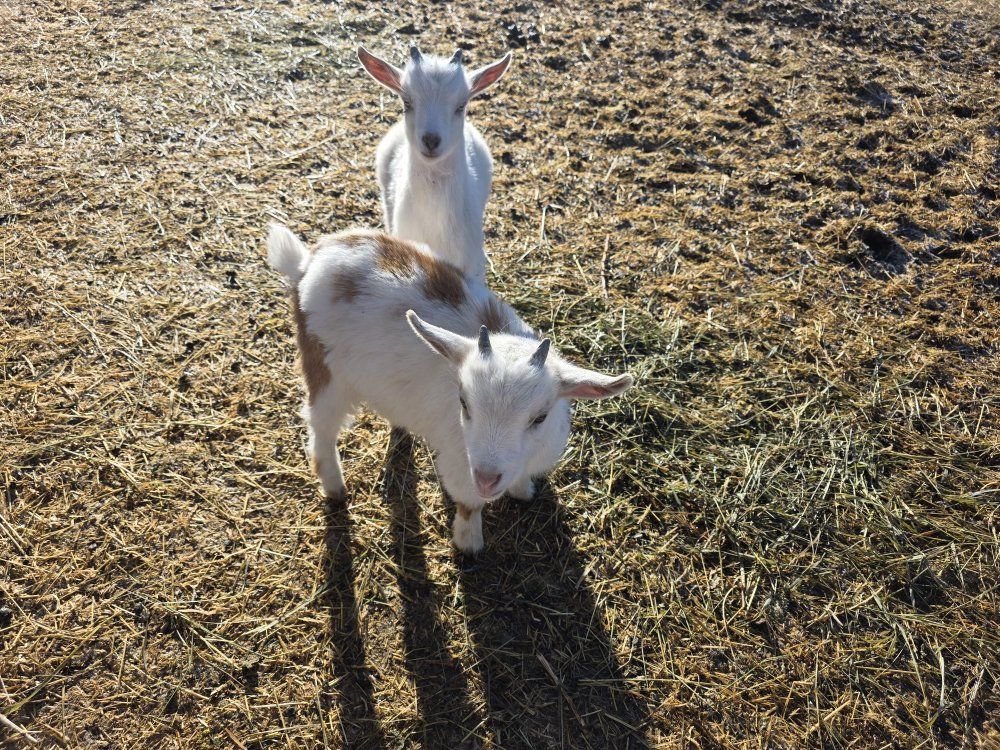 Nigerian dwarf buckling