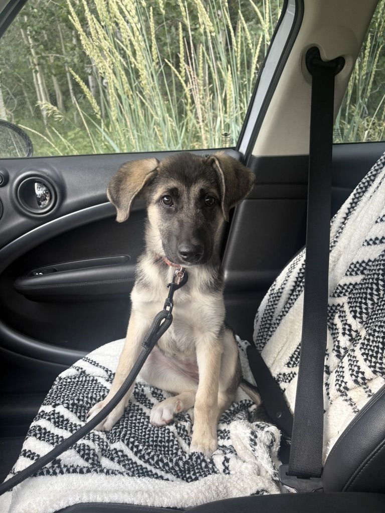 Looking for loving home for Puka!