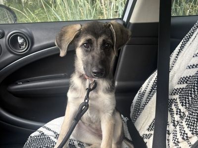 Looking for loving home for Puka!