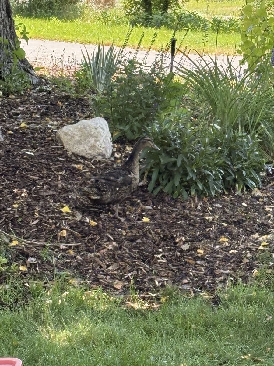 Free female duck