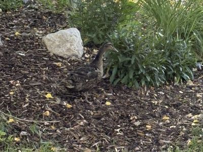 Free female duck