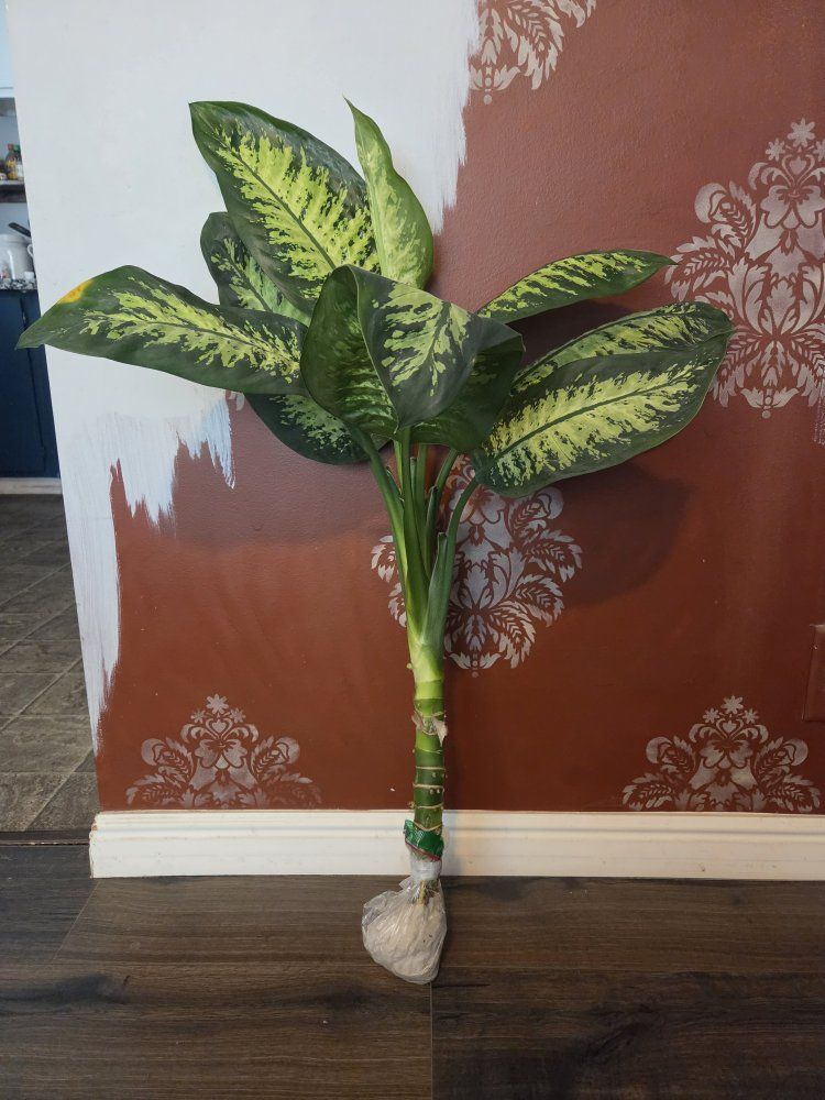 Dumb Cane Plant Cutting - Dieffenbachia, Live Houseplant, Easy to Grow, Rooted Cutting
