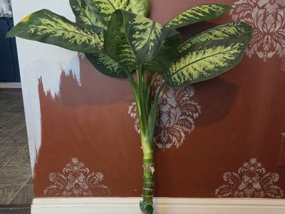 Dumb Cane Plant Cutting - Dieffenbachia, Live Houseplant, Easy to Grow, Rooted Cutting