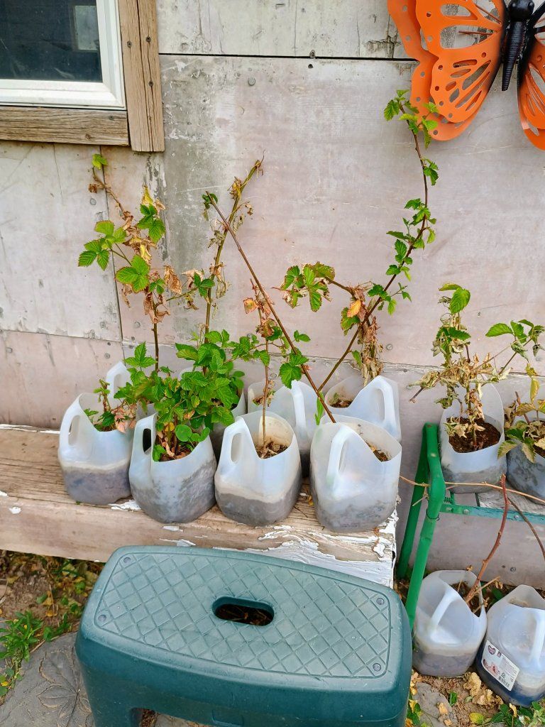 Thornless Black Berry plants